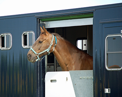 HORSE BOX